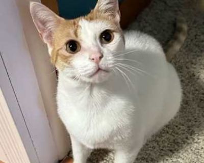 Thank you for taking the time to learn about this sweet little gal who absolutely adores belly rubs! Penelope is a 4-year-old darling of a cat who's looking for her forever home. She s a total lap lover as you can see from the videos and enjoys being around people. She enjoys hanging out in cat trees and takes great pride in her grooming she just might be the cleanest Kitty on the Block! Penelo...