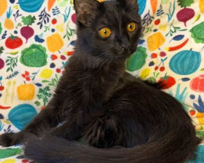 Introducing Mavis, the fearless fluffball with a heart full of mischief and a belly that s always ready for treats! With her silky black fur and wide-eyed curiosity, Mavis is the undeniable leader of her litter first to explore, first to pounce, and definitely first in line when the treat bag crinkles. She loves toys of all kinds, especially ones she can bat across the room like a champion socc...