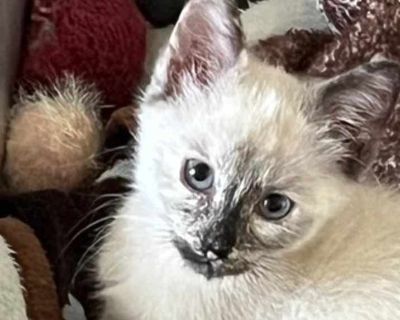 Child. White (mostly). Hair: short. Microchipped. Meet Starburst! She was found with her siblings outside an apartment complex. An adorable Siamese mix girl with the cutest white tip at the end of her tail. Her sweet little face looks like she was splattered with dust or perhaps tiny stars (it s how she got her name!), She is all in for play and adventure and is typically racing around with her...