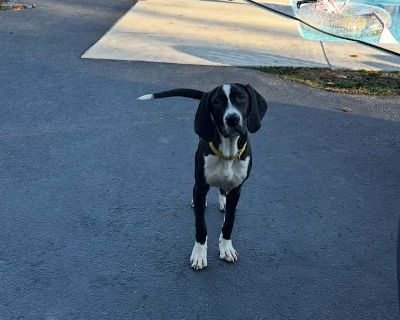 Seal - Labrador Retriever Male Puppy for Adoption