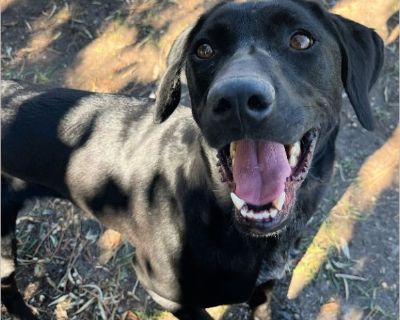 Blair - Female Puppy Lab / Pointer for Adoption