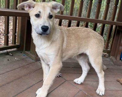 Child. Brown/chocolate. Adoption process Lucky's Legacy exists to serve the best interest of the animals in our care; thus, we have the right to deny the adoption of any animal at any time. Furthermore, Lucky's Legacy is not responsible for any veterinarian responsibilities that may occur once the adoption process has been completed, unless specified otherwise by an official staff member of the...