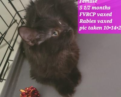 Lula Mae is a fluffy, sweet kitten. She loves being pet. She was born in May and is good with other cats and an active dog.. Good with kids Good with dogs Good with cats Shots current. Breed Domestic Longhair Color Black (All) Age 5 months old, Kitten Sex Female Pet ID Hair Length long