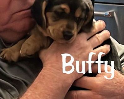 BUFFY - Basset Hound/Australian Shepherd Mix Female Puppy for Adoption