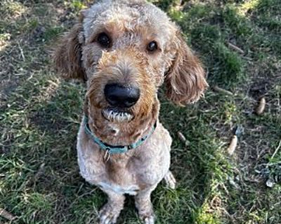 Chewie - Goldendoodle Male Dog for Adoption