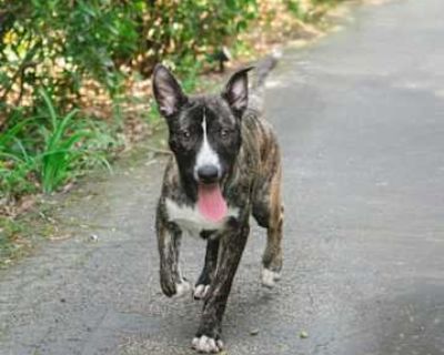 Alex - Husky/Boxer Mix Male Puppy for Adoption