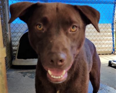 Bucky - Labrador Retriever & Pit Bull Terrier Mix Male Dog for Adoption