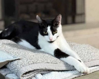 Cassandra - Domestic Shorthair Female Cat for Adoption