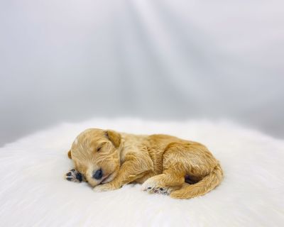 DOB: 10/19/2025 (2 weeks). Adult weight: 25-40lbs. Vaccinations: Current on all vaccines. Color: Apricot and White. I am just a tiny baby and would love to join your family soon! Of course, you can t see how cute and curly I will be when I get older, so the Dog Club will send updated photos when I am about 6 to 7 weeks old, if you choose to adopt me. Infant puppy deposits are refundable or tran...