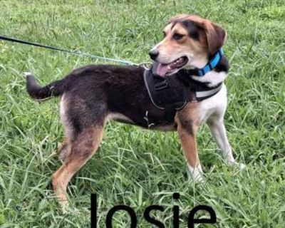 Josie - Treeing Walker Coonhound/Shepherd (Unknown Type) Mix Female Dog for Adoption