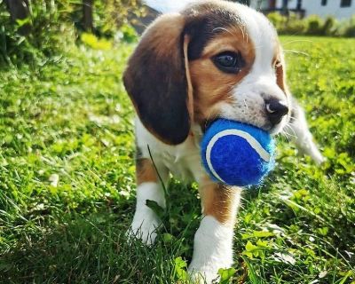 Gorgeous AKc registered Beagle Puppies Available