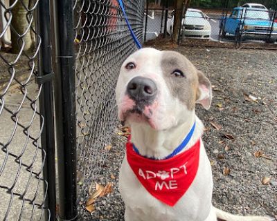 Batman - Pit Bull Terrier Male Dog for Adoption