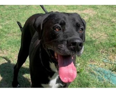 HULK - Labrador Retriever Male Dog for Adoption