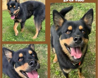 Bernie - Male Puppy Rottweiler / German Shepherd for Adoption