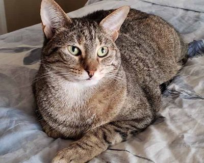Caramelle - Domestic Shorthair Female Cat for Adoption
