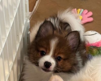 Ckc pomeranian puppies for sale store in mississippi