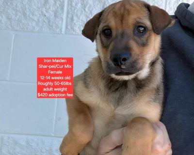Iron Maiden - Shar-Pei & Black Mouth Cur Mix Female Puppy for Adoption