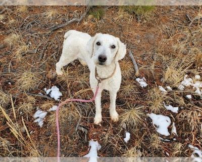 Litter of 3 - Poodle (Standard) Male Adult Dog for Sale