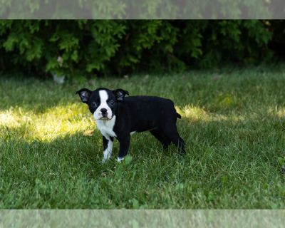 Sue - Boston Terrier Female Puppy for Sale