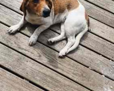 Bella - Basset Hound/Beagle Mix Female Dog for Adoption