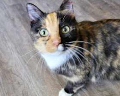 We moved to our new home over the summer and learned Penny was abandoned by someone in our neighborhood when they moved and was a stray for about 2 years. We wanted to give her a good indoor home before the winter hits. Unfortunately, she and one of our resident cats can't seem to get along. My husband and I have busy work schedules and don't have enough time to dedicate to consistently work on...