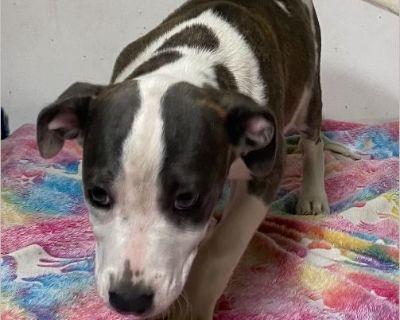 Dot - Female Puppy Bulldog mix for Adoption