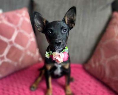 Froggy - Miniature Pinscher/Shepherd (Unknown Type) Mix Female Puppy for Adoption