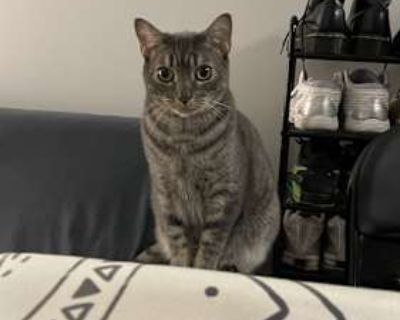 Lan - American Shorthair Male Cat for Adoption