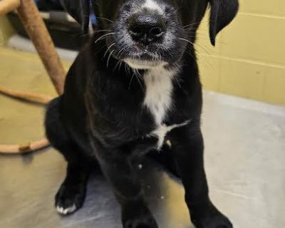 Monopoly (Spayed) - Labrador Retriever Mix Female Dog for Adoption