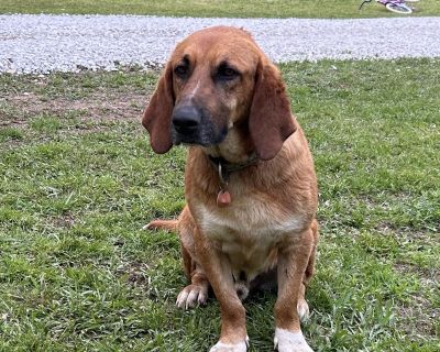 Waylon - Basset Hound Mix Male Dog for Adoption