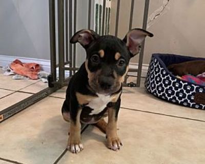 Avondale - American Pit Bull Terrier Female Puppy for Adoption