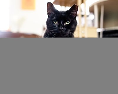 Agatha - Domestic Short Hair Female Cat for Adoption