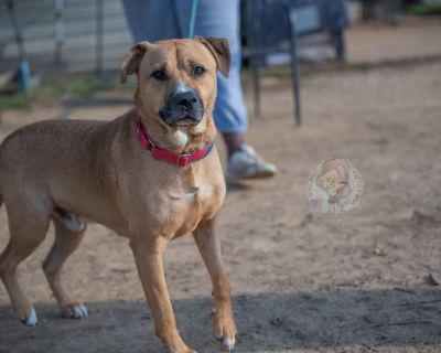 Duke - Labrador Retriever & American Staffordshire Terrier Mix Male Dog for Adoption