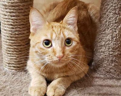 Sweetheart - Domestic Shorthair Female Cat for Adoption