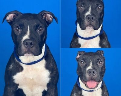 Lani - American Staffordshire Terrier Mix Female Puppy for Adoption