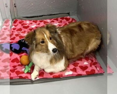 Young * Location Dublin, OH, 43016 USA USA *. Dog Breed: Shetland Sheepdog Sheltie (medium coat). To make the adoption process faster and easier, please visit .almosthomeohio and complete our online application! Autumn is 2-3 yrs old and new to our rescue Please check back for updates Dont forget to visit our informative website, .almosthomeohio, for valuable information and interesting feature...