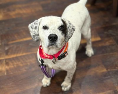 Yule Log - Beagle Mix Male Dog for Adoption