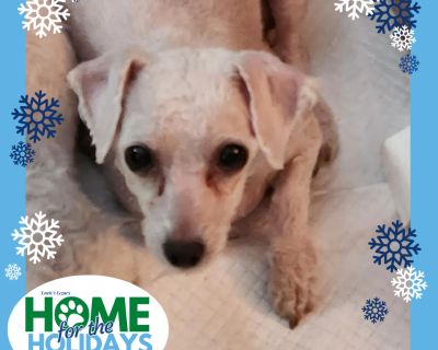 Come meet me and 100+ of my adoptable friends at Louie's Legacy Animal Rescue's MEGA adoption event, Home for the Holidays! Saturday, November 22nd, 2025 at Woodbridge High School in Woodbridge, NJ from 11am - 3pm! Meet Pearl! Pearl is a 6 year old, 13 pound Bichon who is still learning to trust people. Despite her difficult beginnings in a puppy mill, Pearl looks at you like she wants to try a...