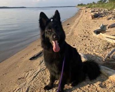 Jackson 6810 - German Shepherd Dog/Belgian Tervuren Mix Male Dog for Adoption