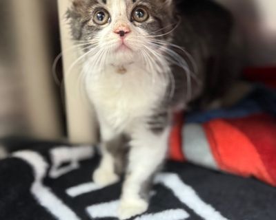 Dream - Domestic Long Hair Mix Female Cat for Adoption