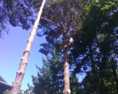 Tree Removal and Limb Ups/ Licenced and Insured Professionals.