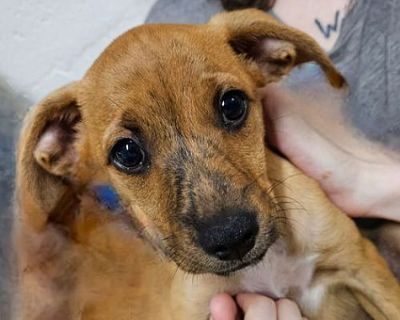 Wini - Terrier (Unknown Type, Medium)/Chihuahua Mix Female Puppy for Adoption