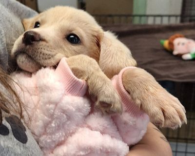 Skye - Mixed Breed Female Puppy for Adoption