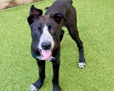 Sushi - Black Labrador Retriever Mix Male Dog for Adoption