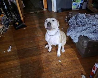 Koby - American Pit Bull Terrier Male Dog for Adoption