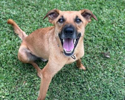 Goose the super dog friendly water dog - Black Mouth Cur & Greyhound Mix Male Dog for Adoption