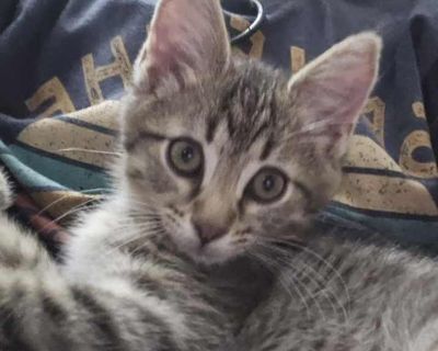 Child. Brown tabby. Hair: short. Microchipped. You can fill out an adoption application online on our official website. Laci, Laila, Layne and Lilo came to us with their mother Lettie as well as Lenni and Lilli who are Lettie's kittens from her prior litter. They were only about 4 weeks old when we took them into a foster home. They are very sweet, friendly, playful kittens. They are FIV/Leukem...