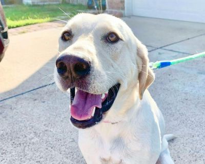 Chicken was found as a stray by one of our volunteers in rural south Texas. We don t know how long he had been on his own, but he was very hungry. Our volunteer brought him home, and no one came forward to claim him. He has been such a good boy since he s been with us, and he has now completed his veterinary care. We hope someone will give Chicken the great home he deserves. Chicken loves peopl...