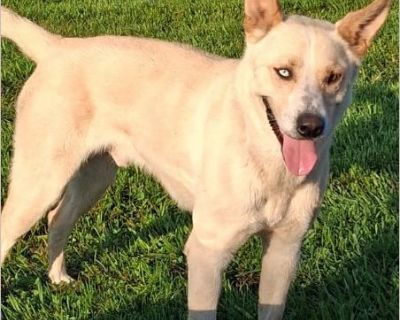 Hank is a special boy looking for a home that has the time and patience to teach him he is safe and work with him on boundaries. Hank is a sweet boy with a lot of energy. He is terrified of metal chains and cannot be on one. He is a runner and will require a fenced in yard. He is dog friendly but would be best with dogs his size. If you are looking for a dog that NEEDS you, Hank is your boy. He...