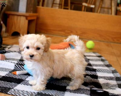 Wilma - 7 Weeks Female Maltipoo Puppy for Sale